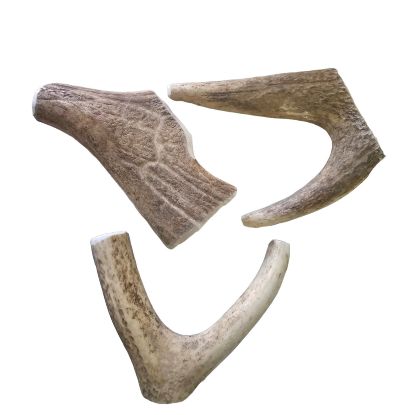 Premium Deer Antler (Medium)